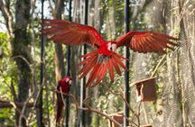 Bird Park & Iguassu Brazilian Side From Puerto Iguazú Hotels - Private Tour
