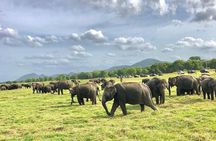All Inclusive Private Safari in Minneriya National Park