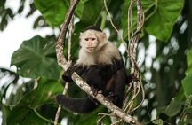 Panama Canal Monkey & Wildlife Boat Safari
