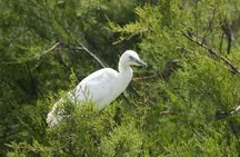 Karnala Bird Sanctuary Excursion From Mumbai