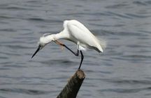 Karnala Bird Sanctuary Excursion From Mumbai