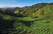 Private Nature Trip to Cameron Highlands from Kuala Lumpur