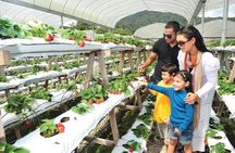 Private Nature Trip to Cameron Highlands from Kuala Lumpur