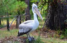 Albania Birdwatching, Kayaking, Bicycle National Park Divjaka Karavasta(ARG)