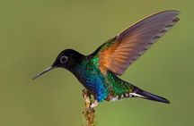 HUMMINGBIRD EXPEDITION - Searching for the cloud forest jewels.