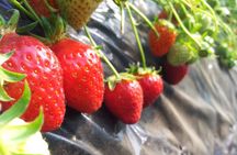 [Perfect Private Tour] Strawberry Farm & Nami Island & Lunch