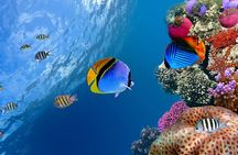 Discover Scuba diving with 2 dives on Koh Tao 