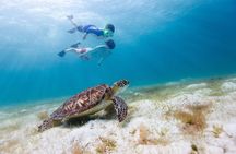 Snorkel & Swim with Turtles. Semi Private Tour to Buck Island & Honeymoon Beach