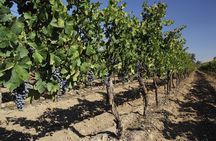 Cousino Macul and Concha y Toro Wineries Day Trip from Santiago