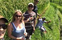 UNESCO Rice Terraces Walk with Tour Guide by Agus Bali Private Tour