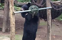 Tour of Elephant Conservation and Bear Rescue Center From Agra
