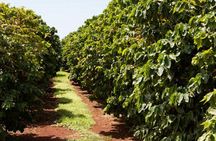 Nairobi day tour to the Coffee farm