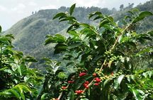 Nairobi day tour to the Coffee farm