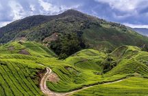 Cameron Highlands Tour on Private Basis
