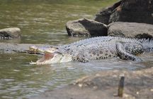 2h Bentota River Safari: Crocodiles, Monkeys, Mangrove & more