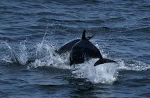 Whales & Dolphins Watching Day Tour in Mirissa from Bentota & its' surrounding 