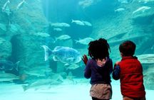 Cape Town Full Day Family Fun With Kids Private Tour