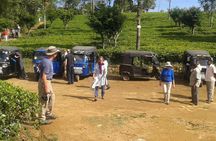 Tuk Tuk safari and Picnic in The Tea Plantation from Ella,Haputale & Bandarawela
