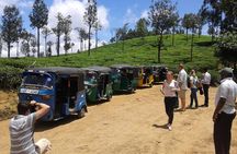 Tuk Tuk safari and Picnic in The Tea Plantation from Ella,Haputale & Bandarawela