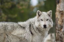 Alaska Wildlife Tour