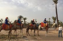 Sunset Camel Ride in the Palm Groves of Marrakech