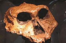 Cradle of Humankind & Sterkfontein Caves Tour