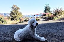 Waterfalls & Wine Tour-Multnomah Falls,Vineyards,Hood River Combo