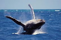 Whales and Dolphins Watching Mirissa 