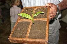 South Mauritius Private Day Tour: Tea Factory, Nature Park and Wild South Coast