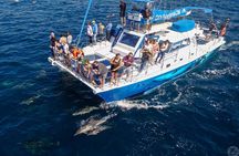Dana Point Dolphin and Whale Watching