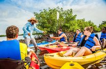 Guided Kayak Mangrove Ecotour in Rookery Bay Reserve, Naples