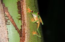 Manuel Antonio Jungle Night Tour with pick up included