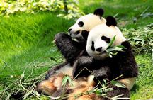 Day Tour: Chengdu Panda Breeding Base and Leshan Giant Buddha