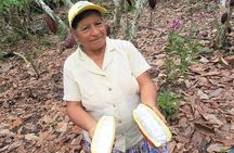 Guayaquil to Cuenca one-way tour with Cajas Park and a Cacao Farm visit