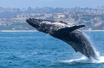 Dana Point Dolphin and Whale Watching
