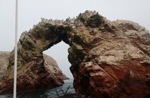 Sea Lions !!! Experience in the Ocean