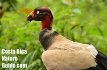 Arenal Volcano Highlights| Mistico Park-Arenal Volcano Park-La Fortuna Waterfall