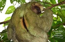Arenal Volcano Highlights| Mistico Park-Arenal Volcano Park-La Fortuna Waterfall