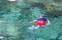 Dolphin's Watching Martinique