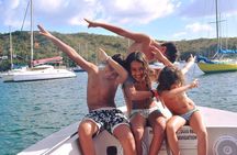 Dolphin's Watching Martinique