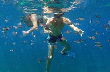 Dolphin's Watching Martinique
