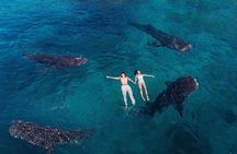 Whale Shark Watching & Tumalog Falls & Kawasan Falls