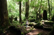 Yakusugi Cedar Forest Walking Tour on Yakushima Island