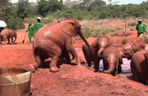 Giraffe Center & Elephant Orphanage Guided Day Tour From Nairobi