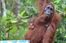 Orangutan Tanjung Puting Day Trip 
