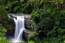 Private Tour - Ubud Kintamani Tours