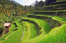 Wonderful Of Ubud Tours 