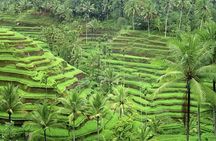 Ubud and Tanah Lot Tours