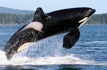 Whale Watching from Friday Harbor