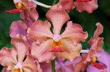 Private Singapore City Tour and National Orchid Garden